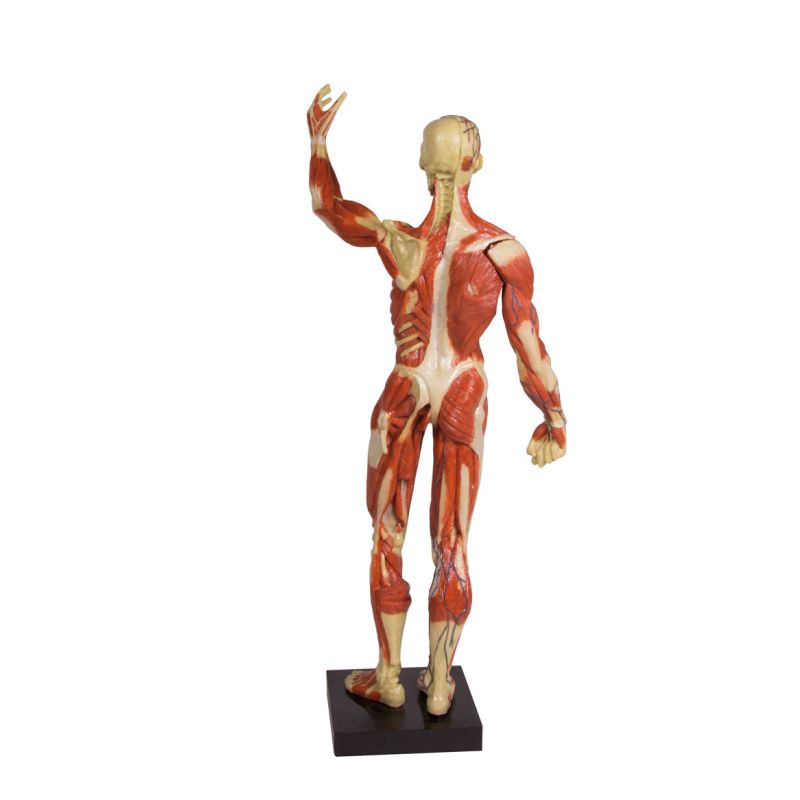 Anatomical 13 Scale Muscle Model Health and Care